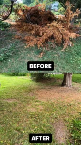 brush-cleanup
